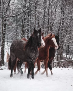 dva koně na sněhu